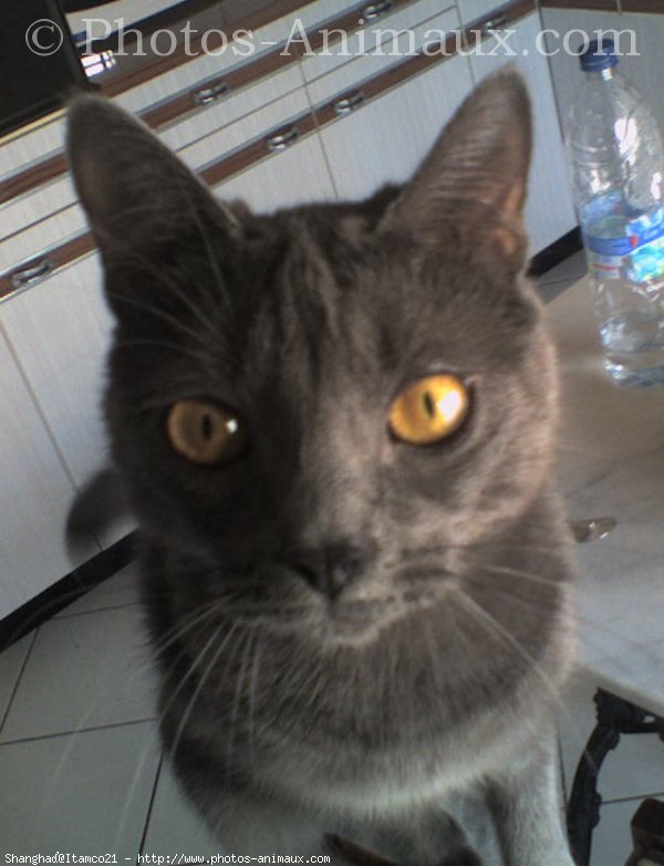 Photo de Chartreux