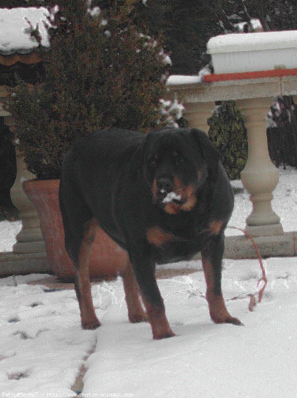 Photo de Rottweiler