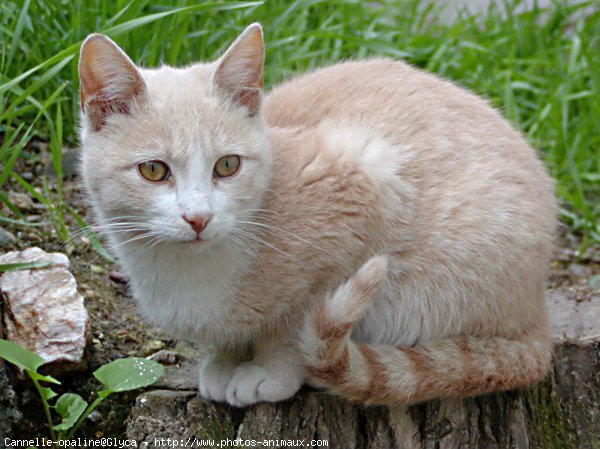 Photo de Chat domestique