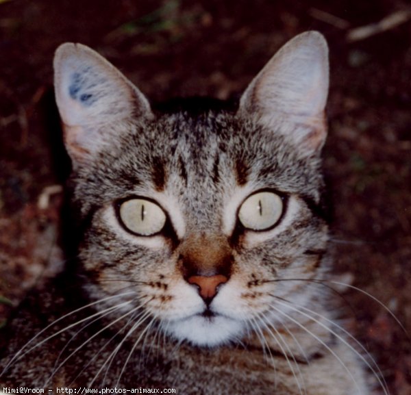 Photo de Chat domestique