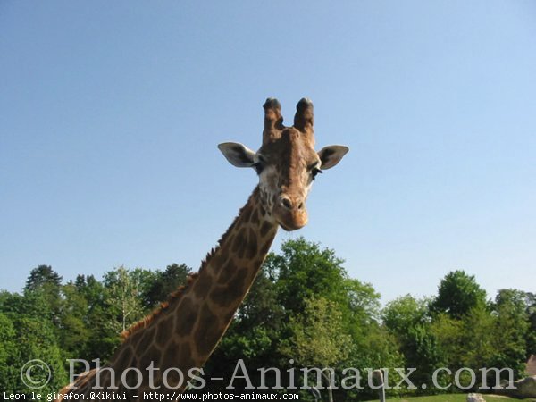 Photo de Girafe