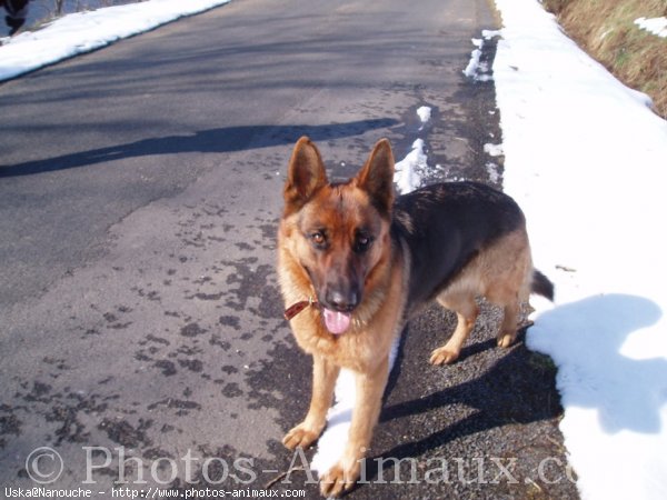 Photo de Berger allemand  poil court