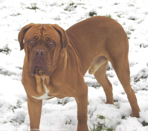 Photo de Dogue de bordeaux