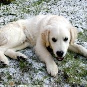 Photo de Golden retriever