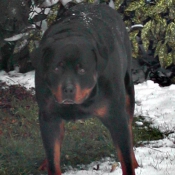 Photo de Rottweiler