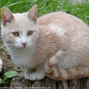 Photo de Chat domestique