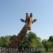 Photo de Girafe