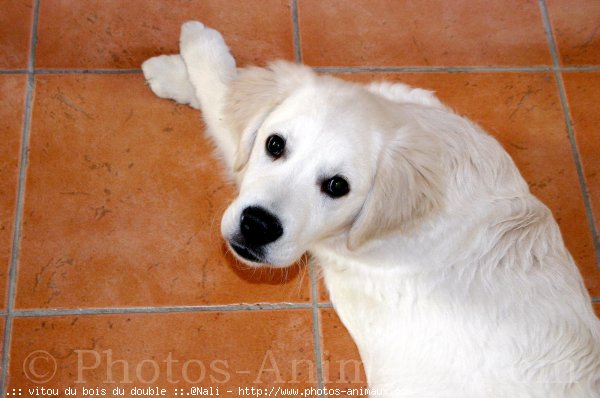 Photo de Golden retriever