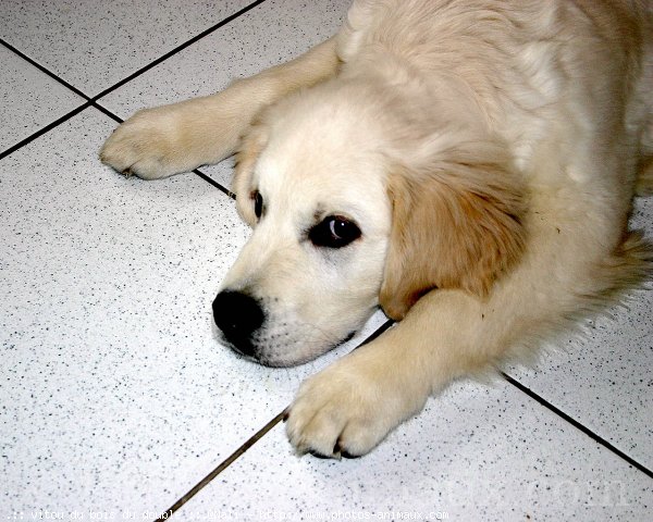 Photo de Golden retriever