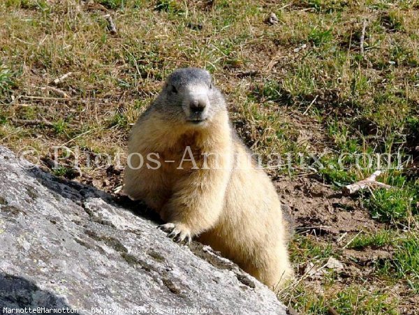 Photo de Marmotte