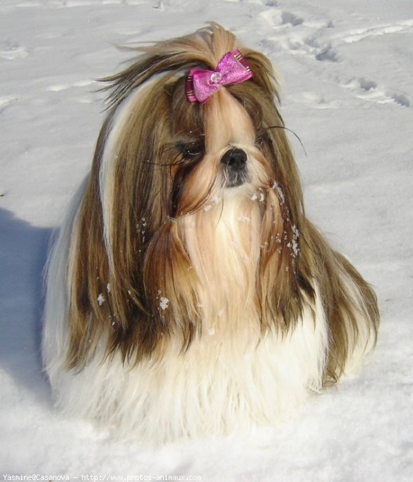 Photo de Shih tzu