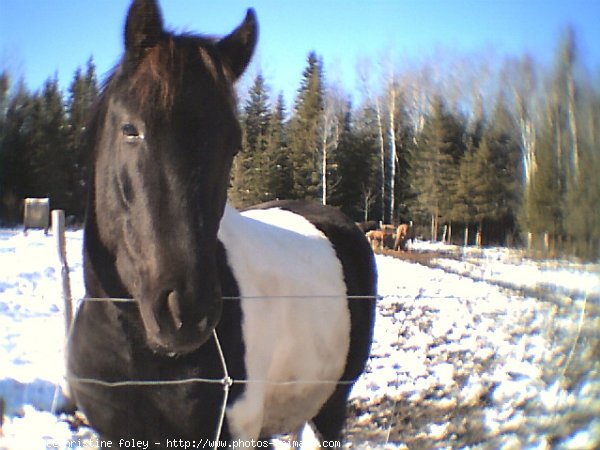 Photo de Paint horse