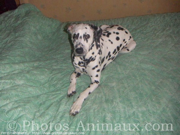 Photo de Dalmatien