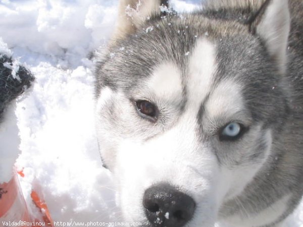 Photo de Husky siberien