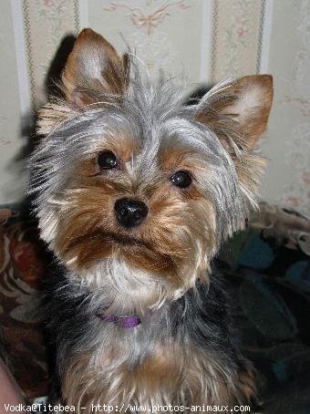 Photo de Yorkshire terrier