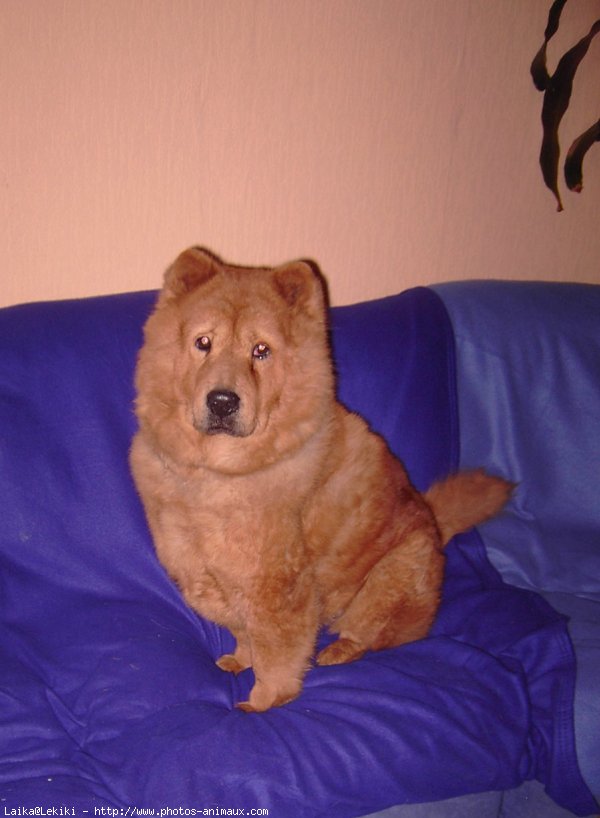 Photo de Chow chow