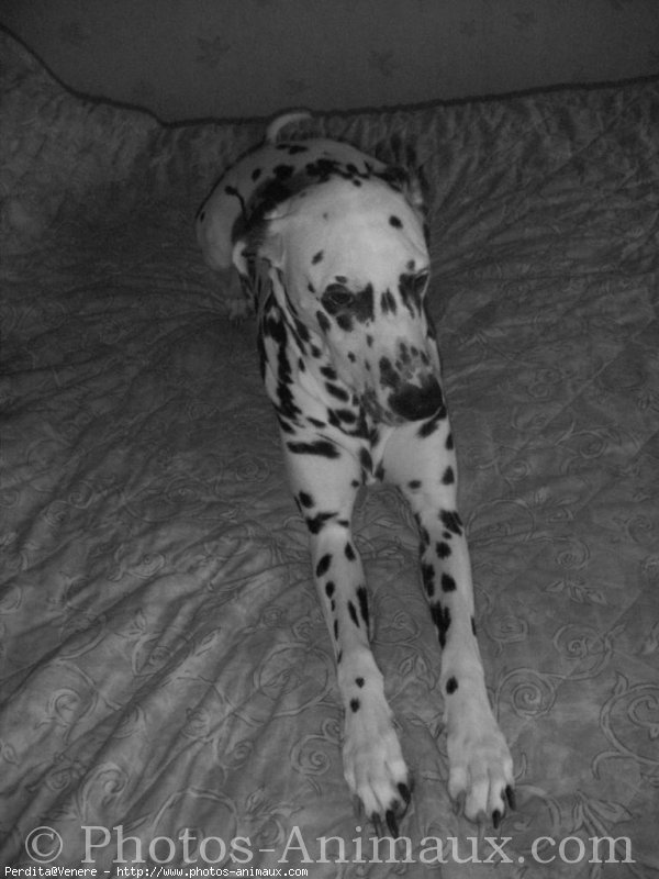 Photo de Dalmatien