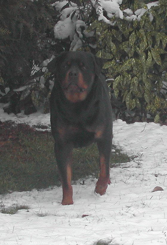 Photo de Rottweiler