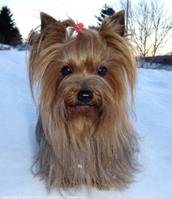 Photo de Yorkshire terrier