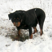 Photo de Rottweiler