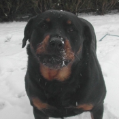 Photo de Rottweiler