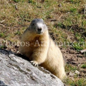 Photo de Marmotte