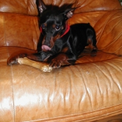 Photo de Pinscher nain