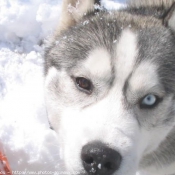 Photo de Husky siberien