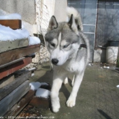 Photo de Husky siberien