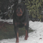 Photo de Rottweiler