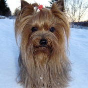 Photo de Yorkshire terrier