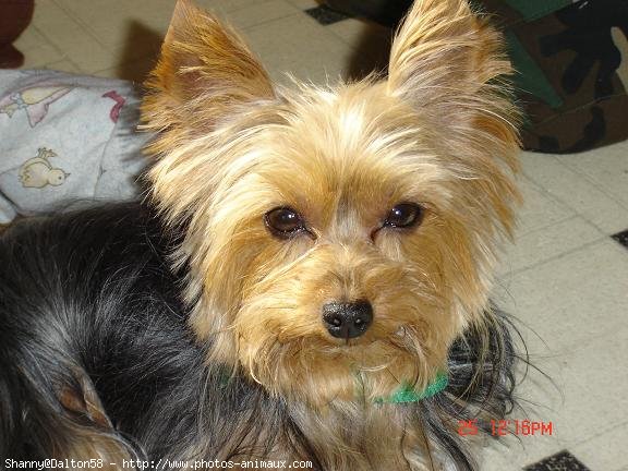 Photo de Yorkshire terrier