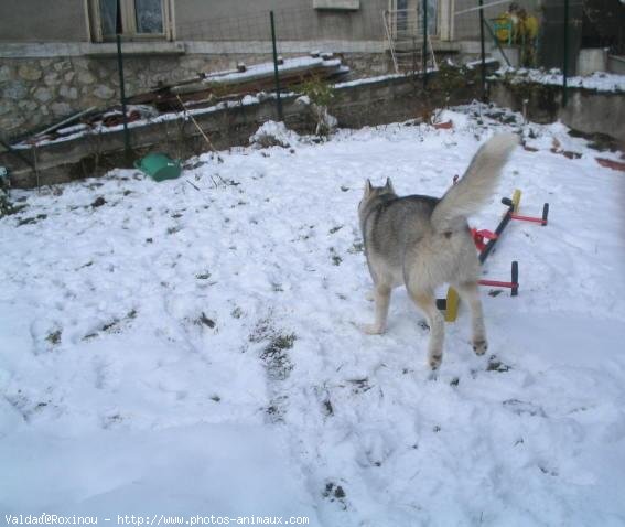 Photo de Husky siberien