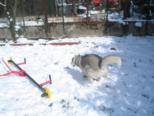 Photo de Husky siberien