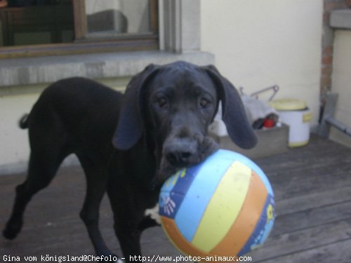 Photo de Dogue allemand