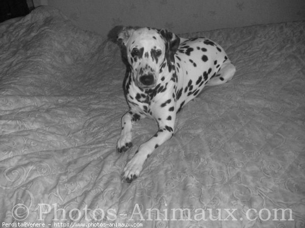 Photo de Dalmatien