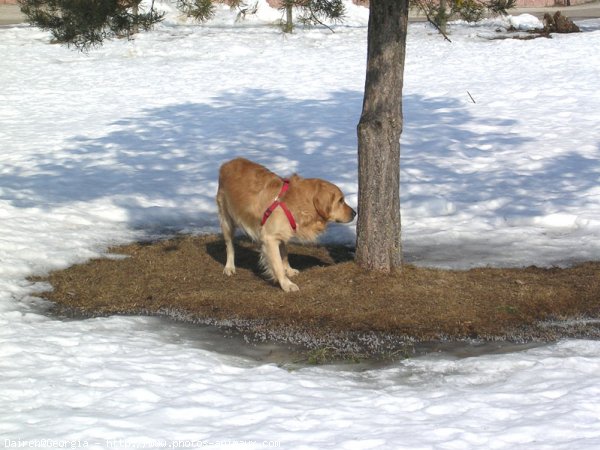 Photo de Golden retriever