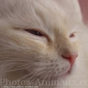 Photo de Ragdoll