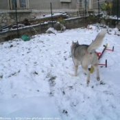 Photo de Husky siberien