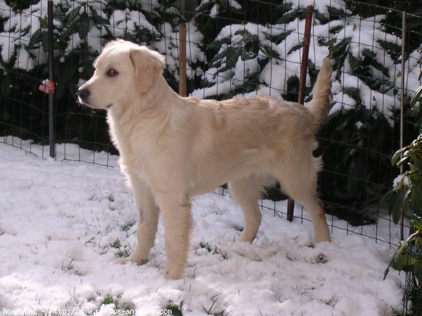 Photo de Golden retriever