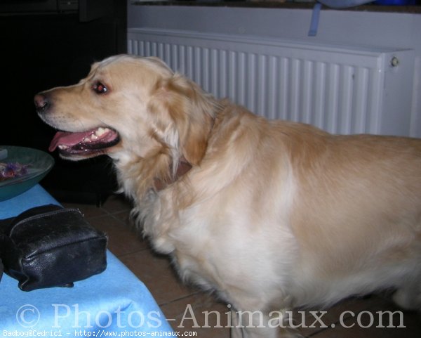 Photo de Golden retriever