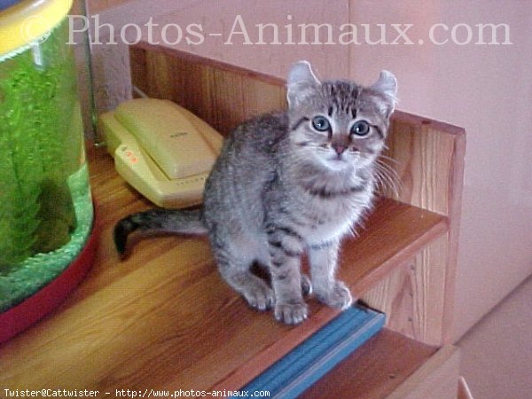 Photo d'American curl poil long