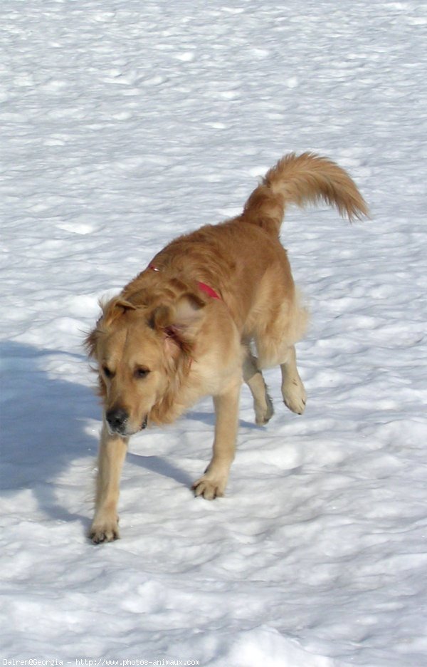 Photo de Golden retriever