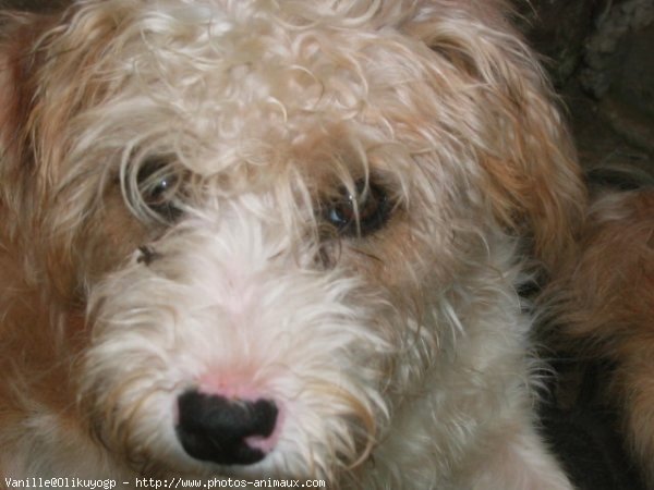 Photo de Coton de tulear