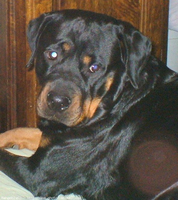 Photo de Rottweiler