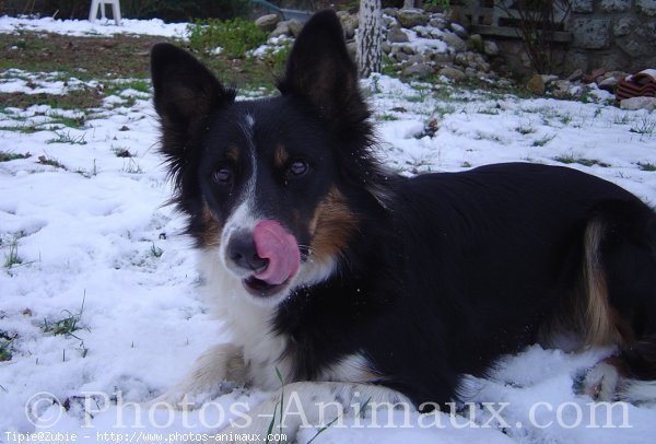 Photo de Border collie