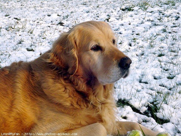 Photo de Golden retriever