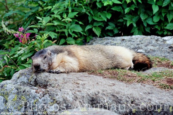 Photo de Marmotte