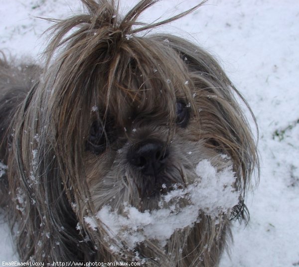 Photo de Lhassa apso