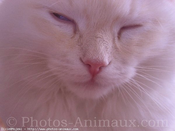 Photo de Ragdoll